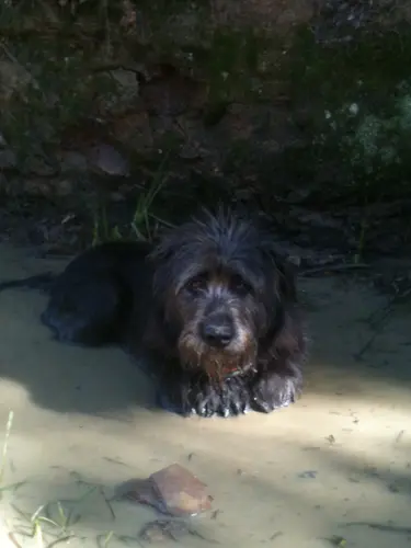 Photo 4 from Cats, Dogs & Houses