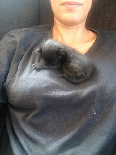 Photo 25 from Cats, Dogs & Houses