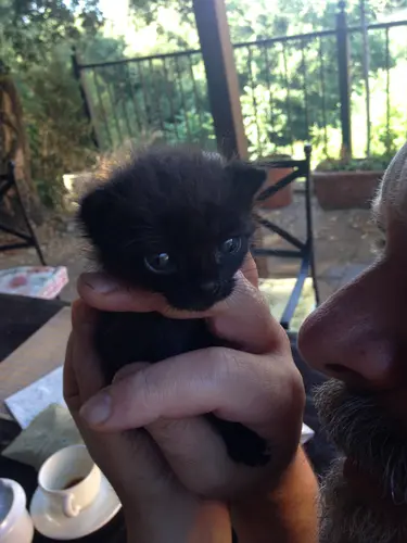 Photo 27 from Cats, Dogs & Houses