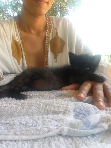 Photo 30 from Cats, Dogs & Houses