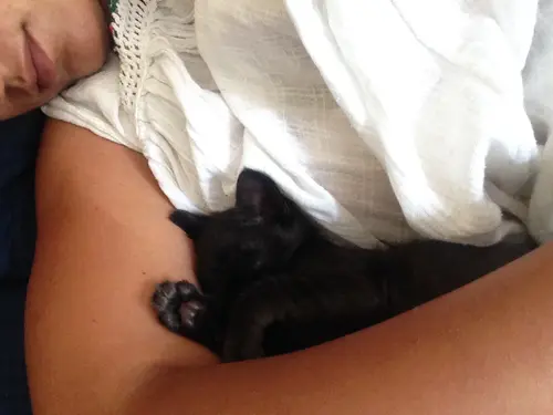 Photo 31 from Cats, Dogs & Houses