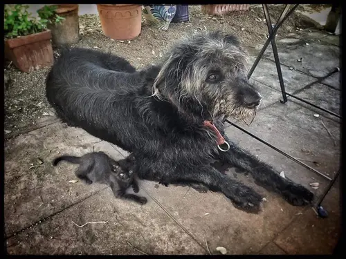 Photo 32 from Cats, Dogs & Houses