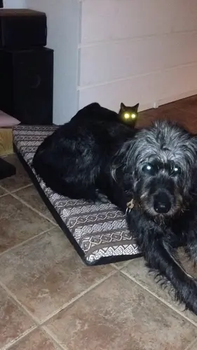 Photo 35 from Cats, Dogs & Houses