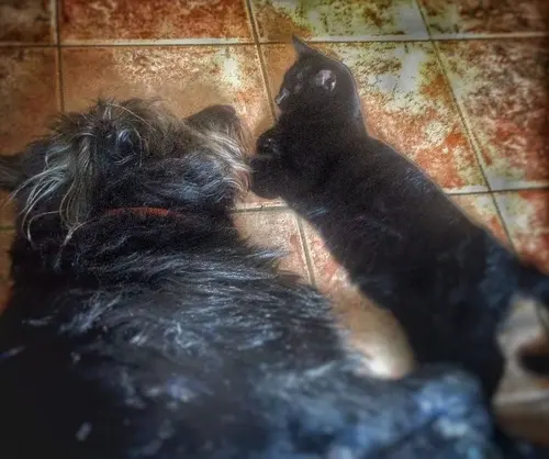 Photo 36 from Cats, Dogs & Houses