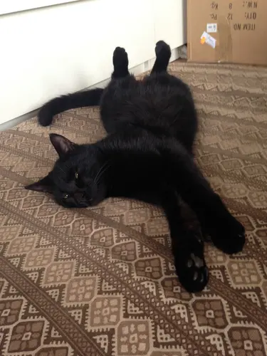 Photo 39 from Cats, Dogs & Houses