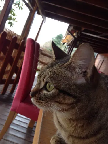 Photo 41 from Cats, Dogs & Houses