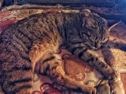 Photo 44 from Cats, Dogs & Houses