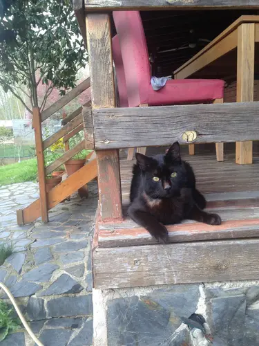 Photo 48 from Cats, Dogs & Houses