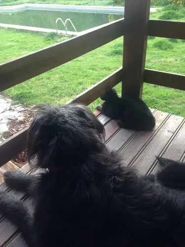 Photo 49 from Cats, Dogs & Houses