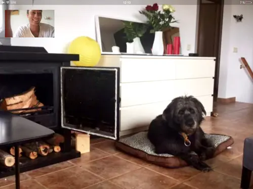 Photo 53 from Cats, Dogs & Houses