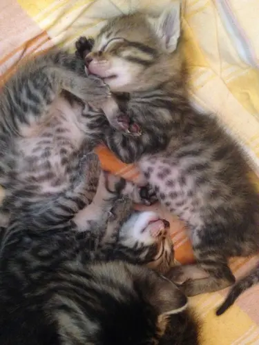 Photo 59 from Cats, Dogs & Houses