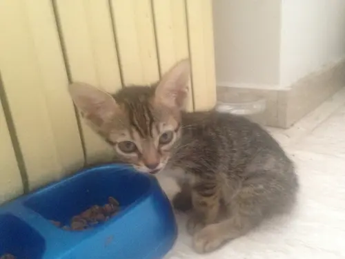 Photo 61 from Cats, Dogs & Houses