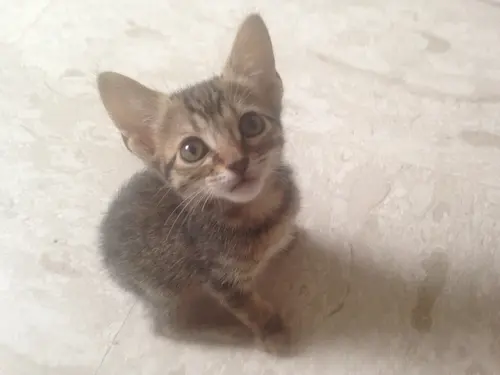 Photo 62 from Cats, Dogs & Houses