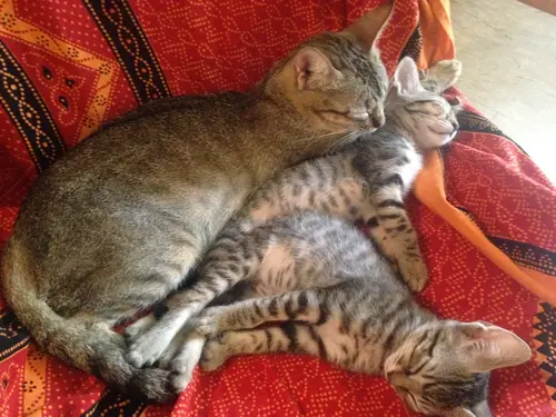 Photo 63 from Cats, Dogs & Houses