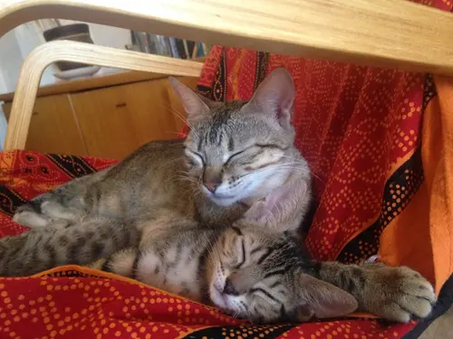 Photo 64 from Cats, Dogs & Houses