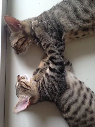Photo 68 from Cats, Dogs & Houses