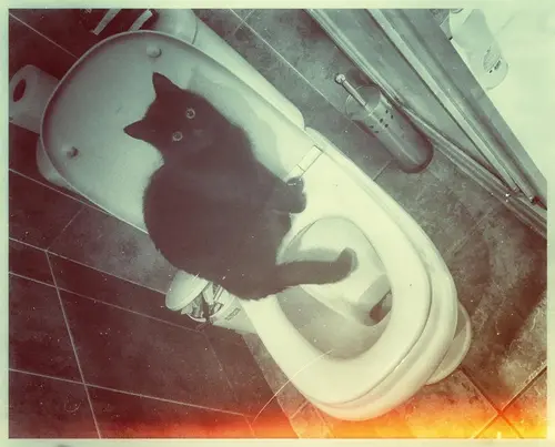 Photo 74 from Cats, Dogs & Houses