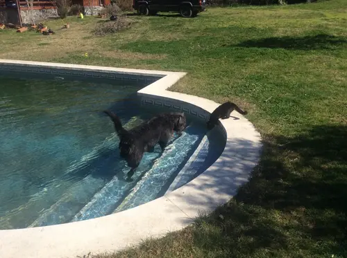 Photo 78 from Cats, Dogs & Houses