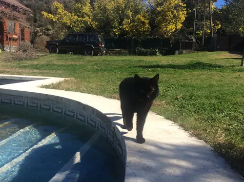 Photo 79 from Cats, Dogs & Houses