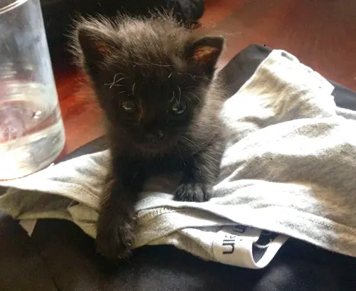 Photo 80 from Cats, Dogs & Houses
